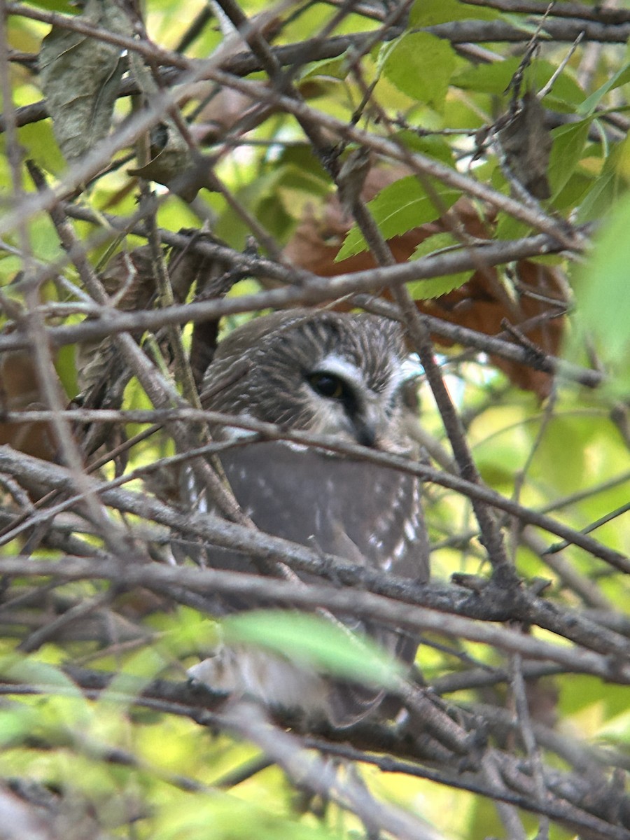 Northern Saw-whet Owl - ML645907816