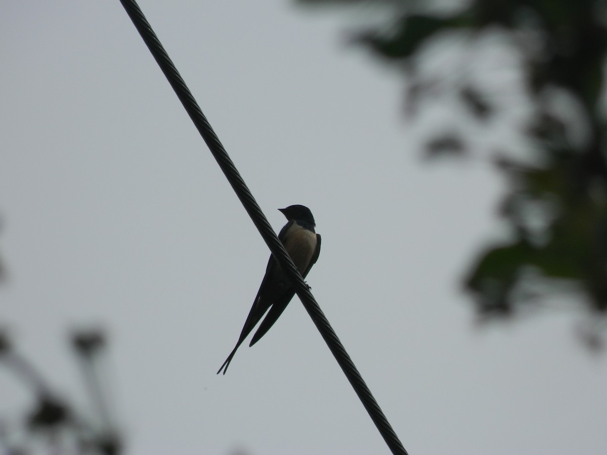 Ластівка сільська - ML645907819