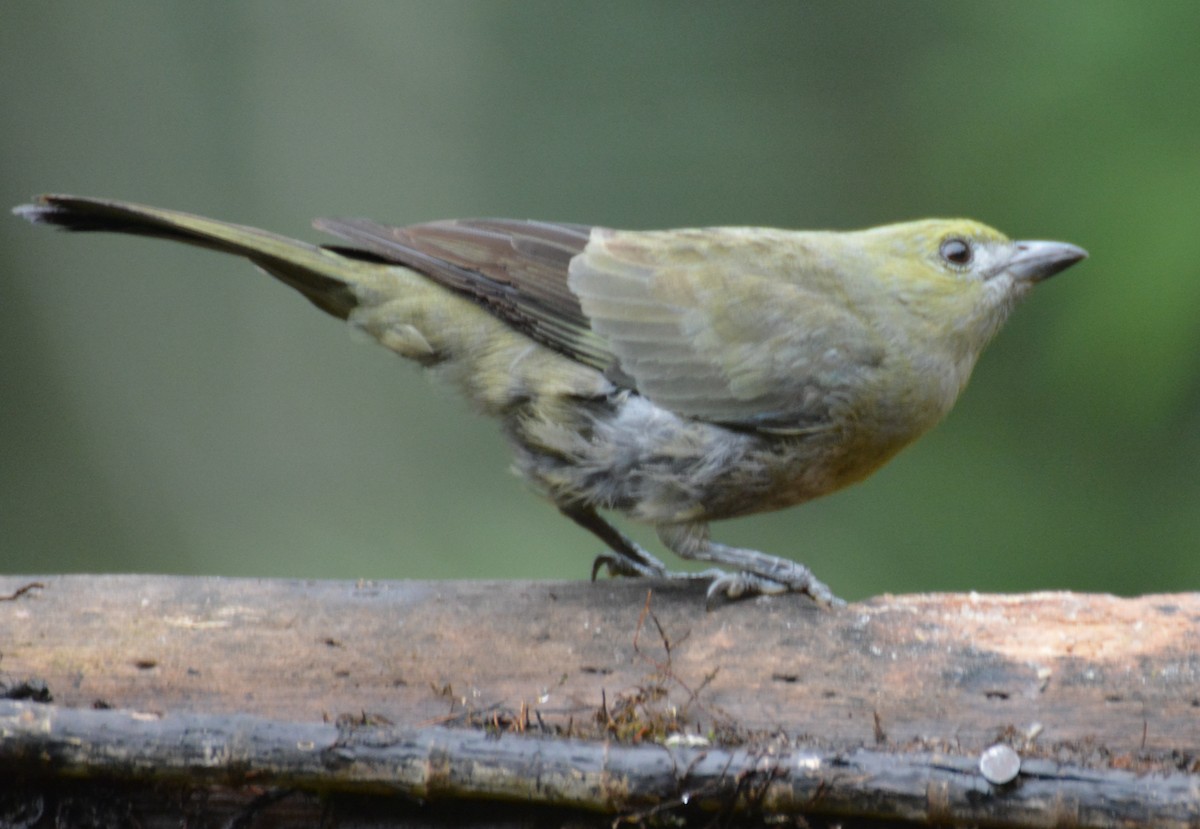 palmetanagar - ML645907823