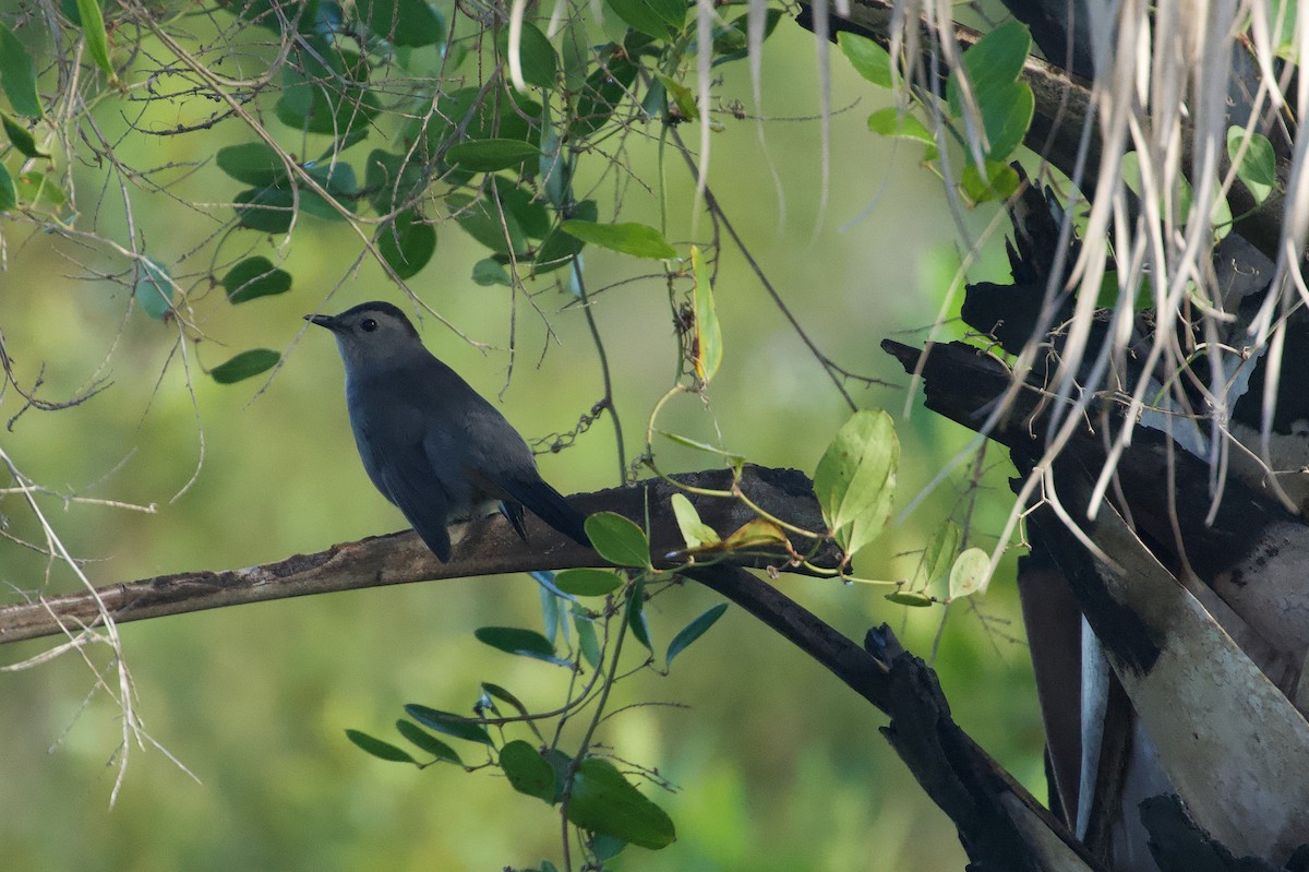 Miaulari grisa - ML645907824