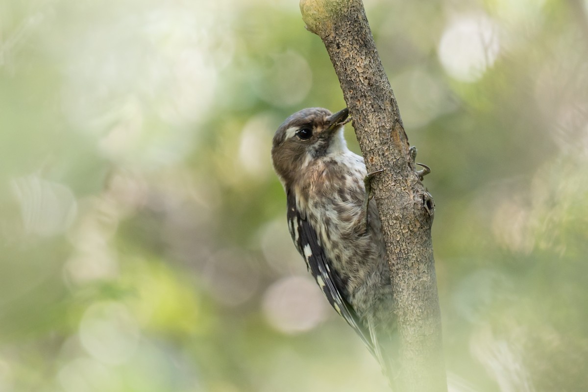 Japanese Pygmy Woodpecker - ML645907842