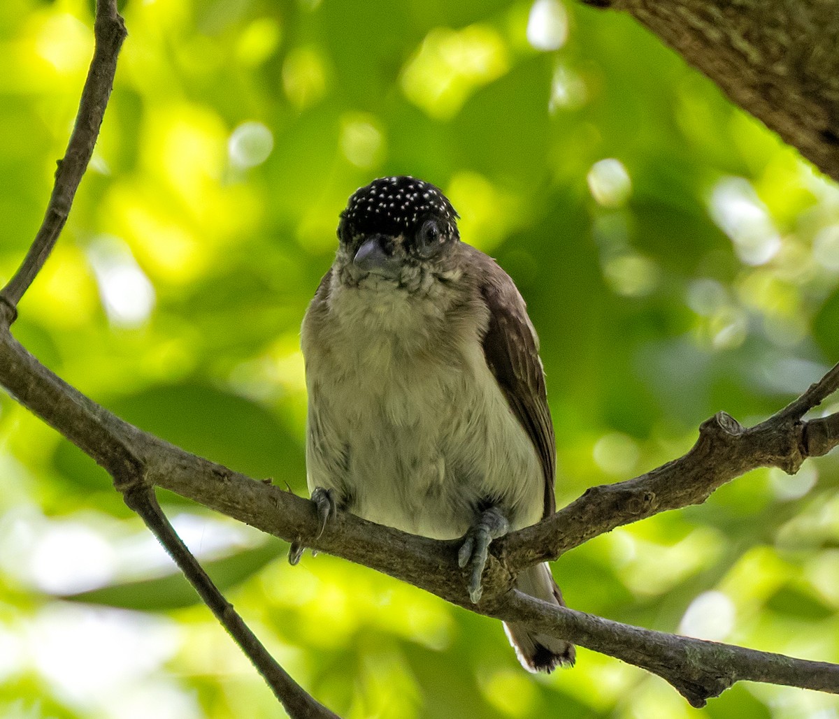 Grayish Piculet - ML645907853