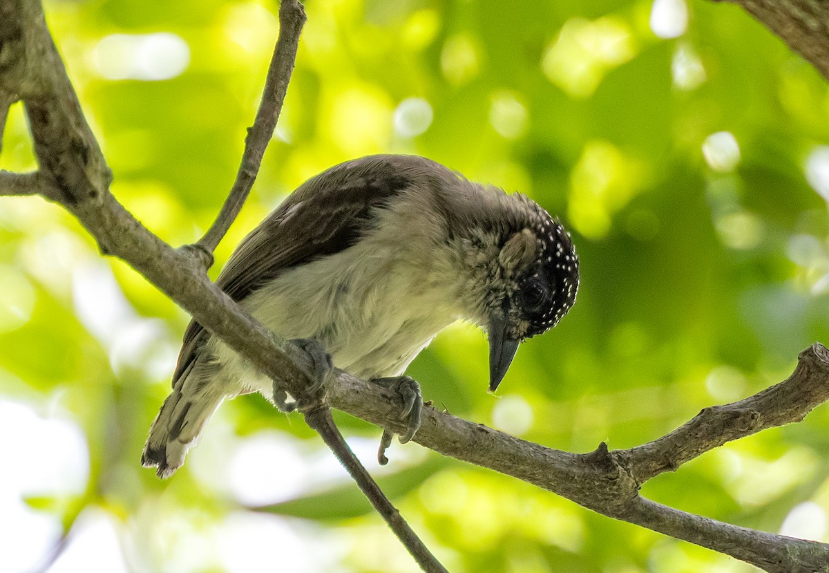 Grayish Piculet - ML645907854