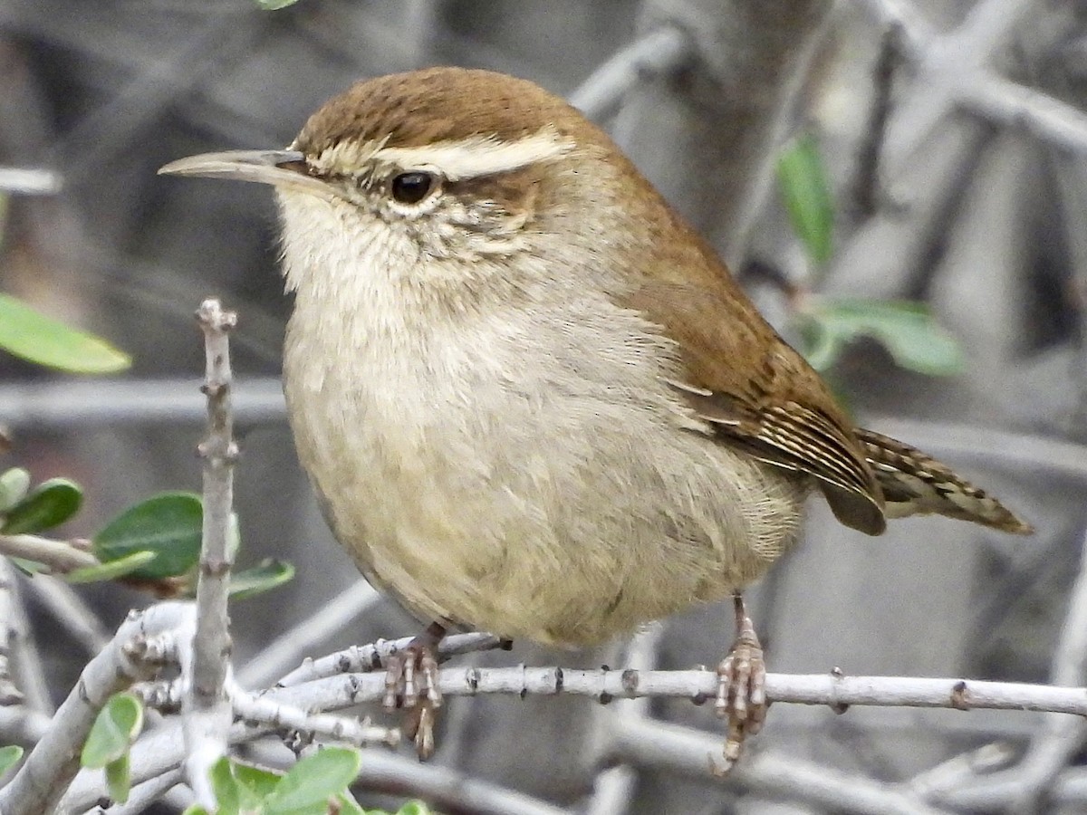 Bewick's Wren - ML645907859
