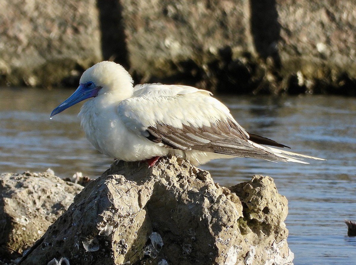 Сула червононога - ML645907864