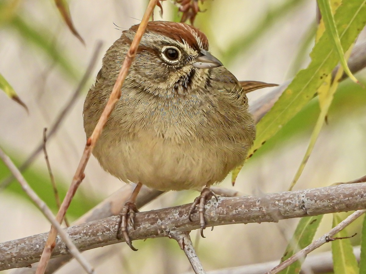 Rufous-crowned Sparrow - ML645907865