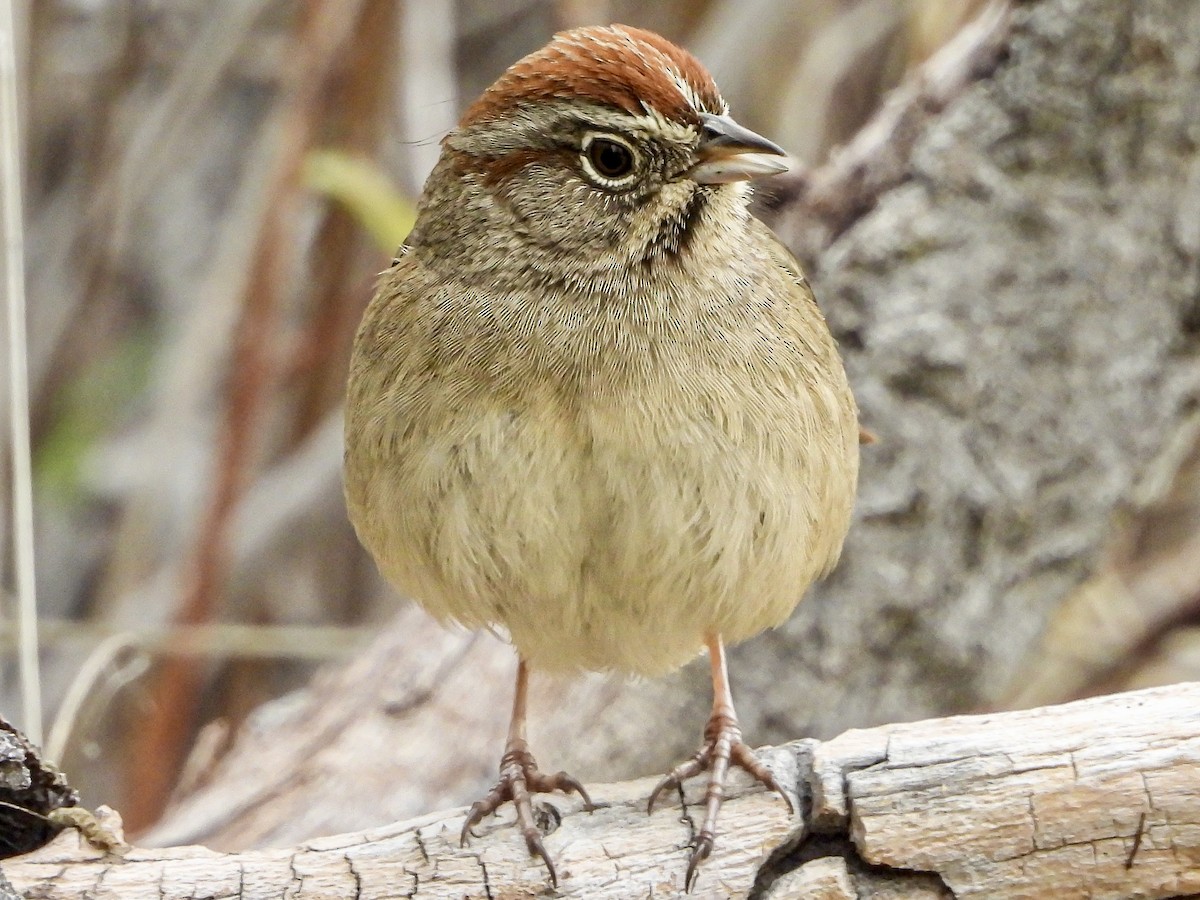 Rufous-crowned Sparrow - ML645907866