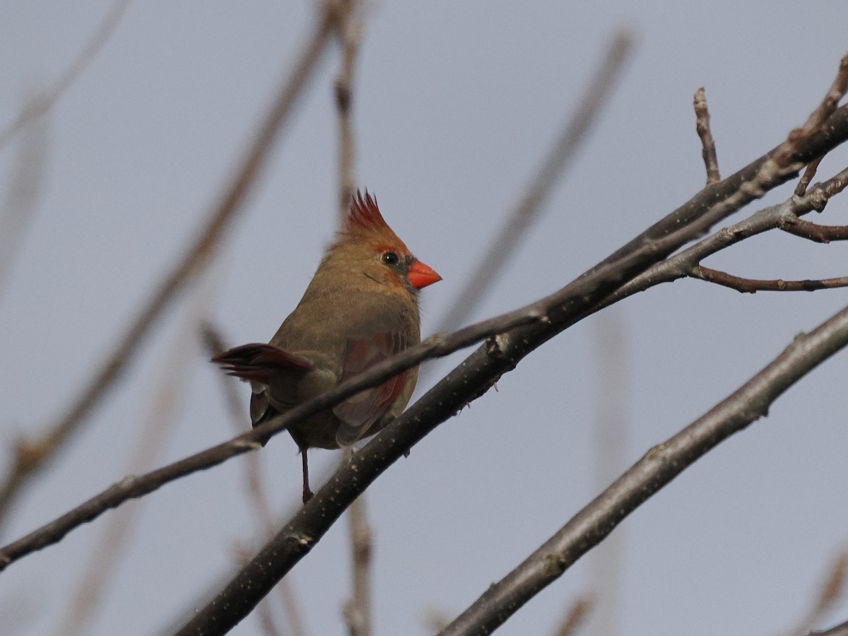 Northern Cardinal - ML645907877