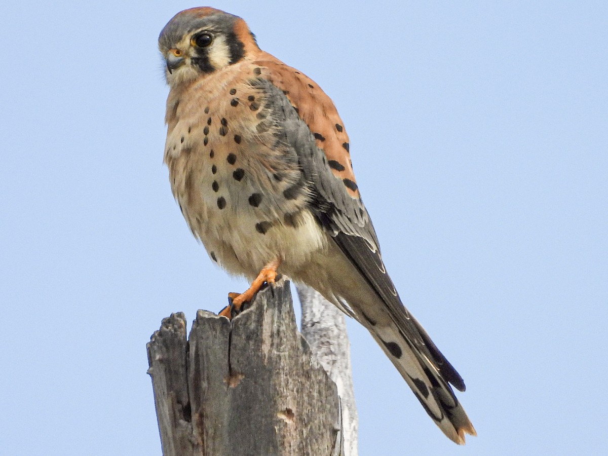 American Kestrel - ML645907879