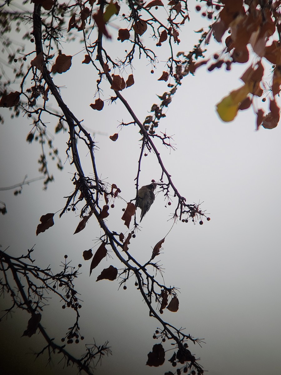 brkoslav americký - ML645907882