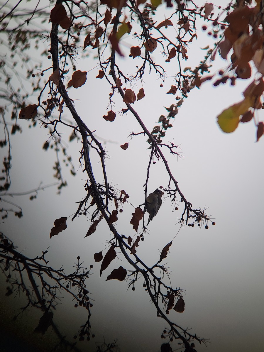 brkoslav americký - ML645907884