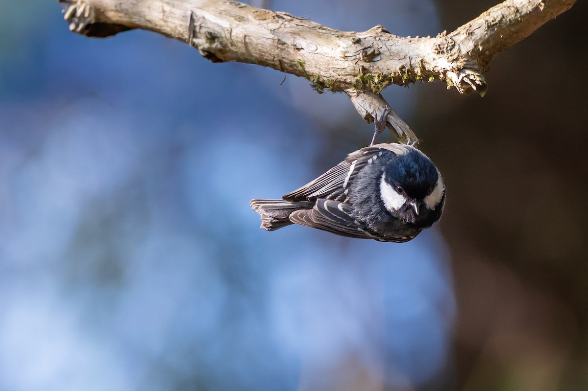 煤山雀 - ML645907901