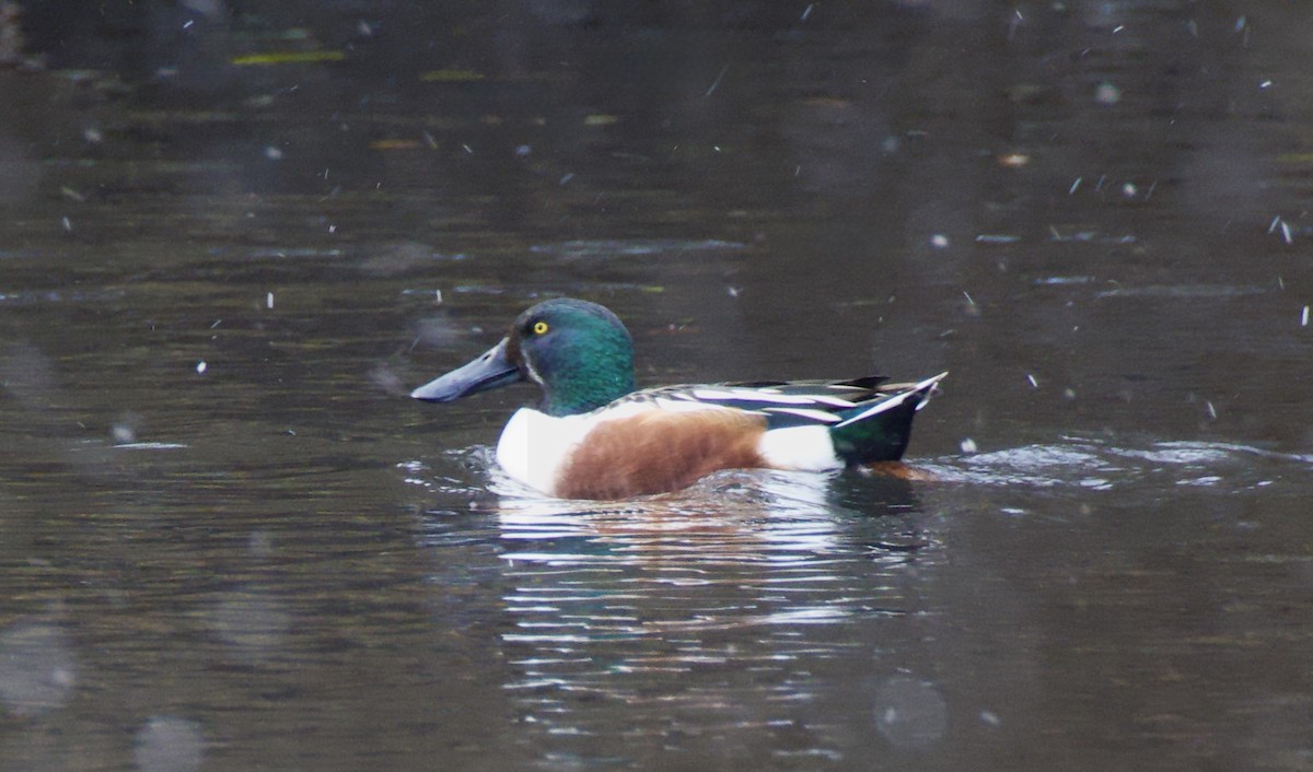 Northern Shoveler - ML645907902