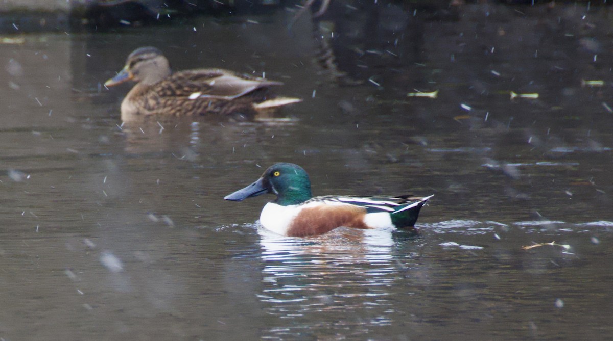 Northern Shoveler - ML645907905
