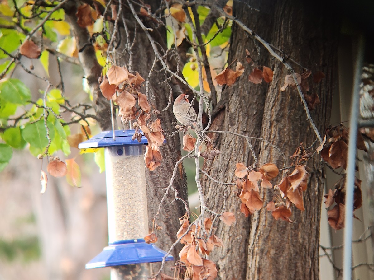 House Finch - ML645907910