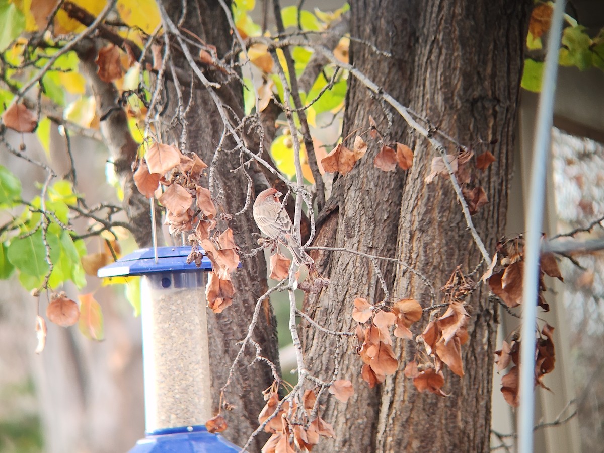 House Finch - ML645907924