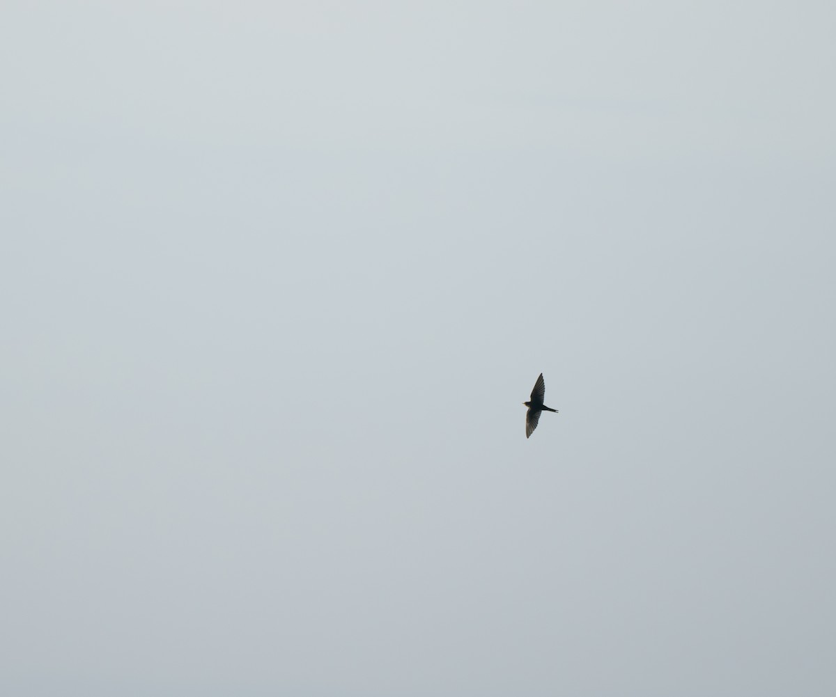 Ластівка сільська - ML645907931