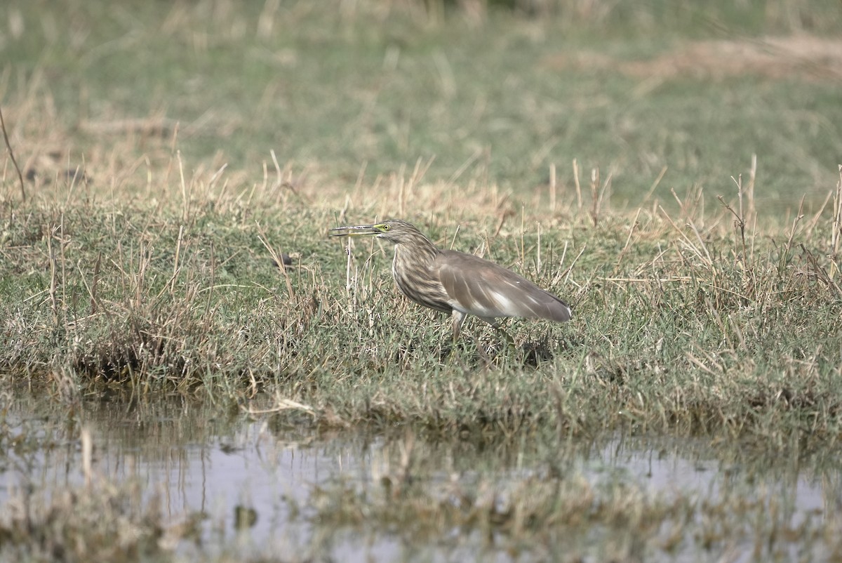 Indian Pond-Heron - ML645907936