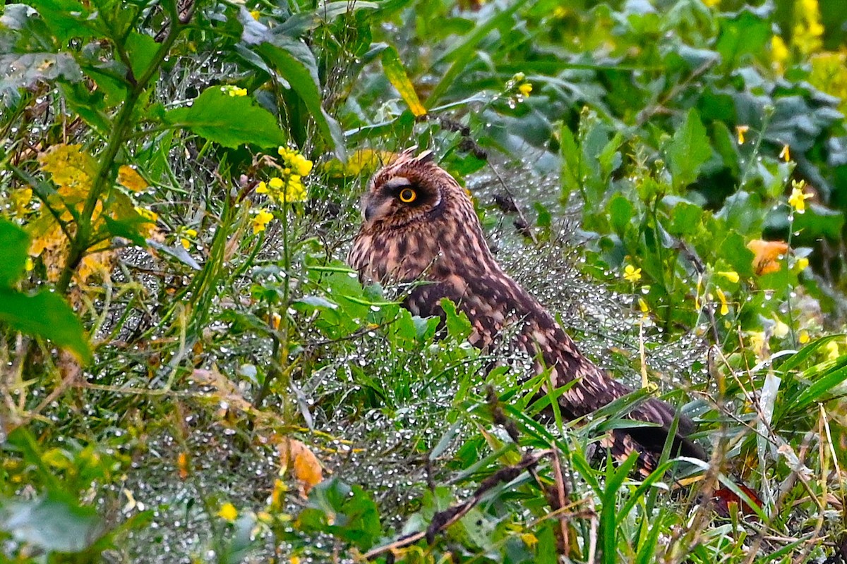 kalous pustovka - ML645907948