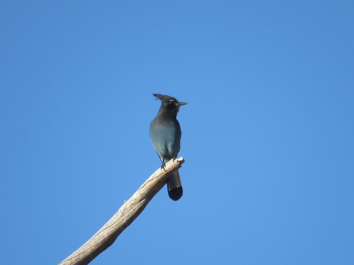 Chara de Steller - ML645907949