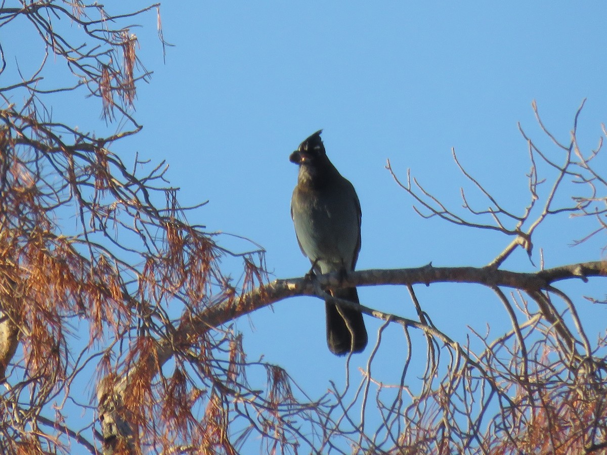 Chara de Steller - ML645907950