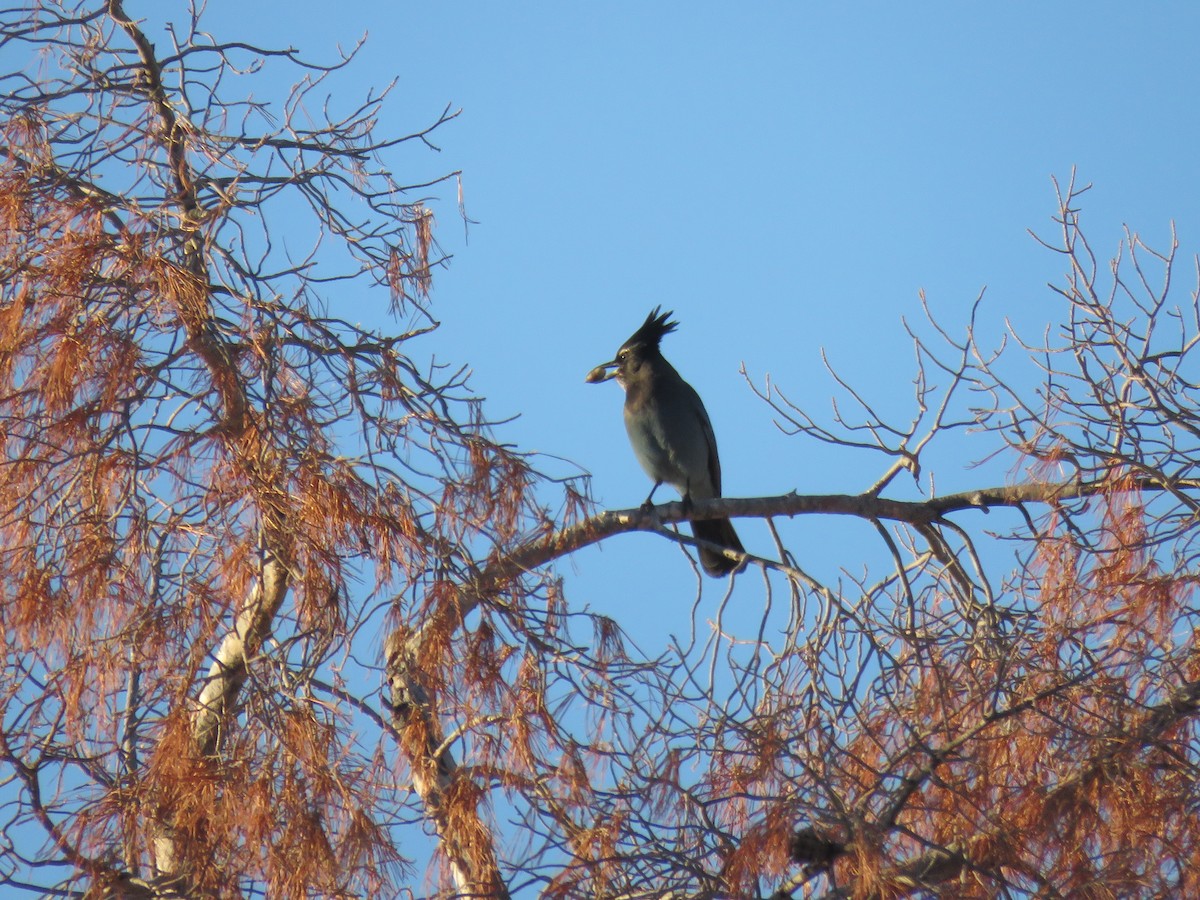 Chara de Steller - ML645907951