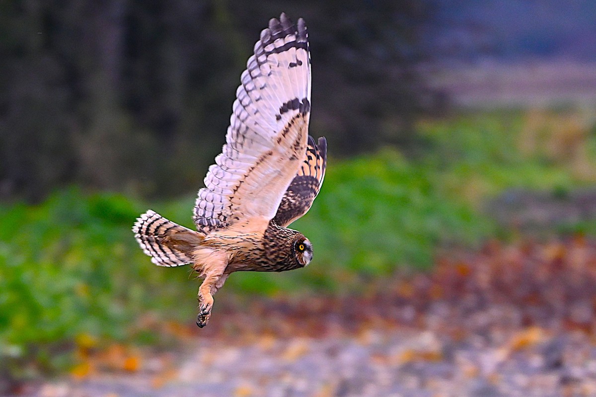 kalous pustovka - ML645907952