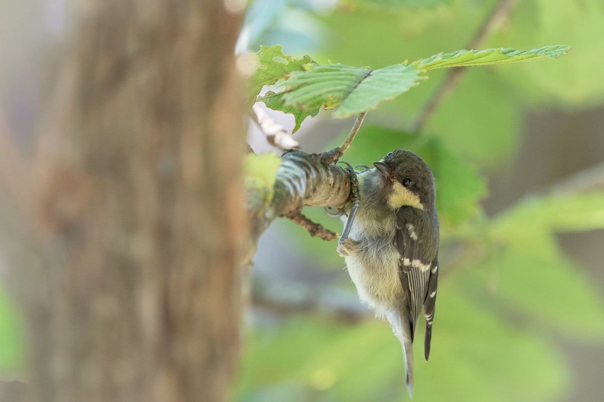 煤山雀 - ML645907971