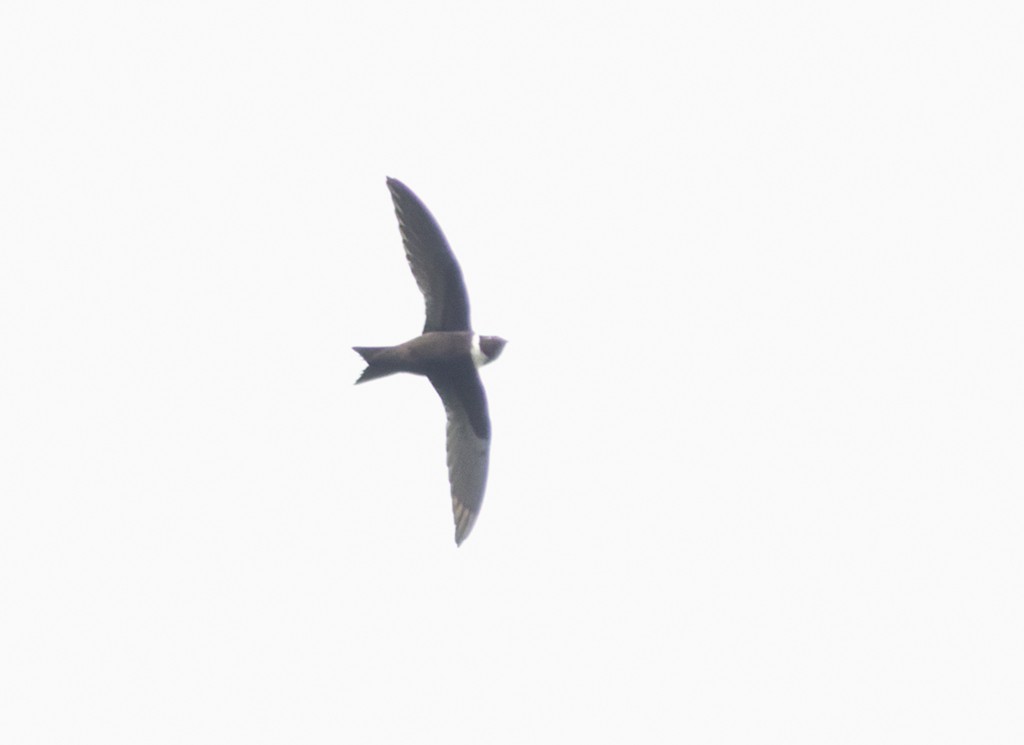 White-collared Swift - ML645907985