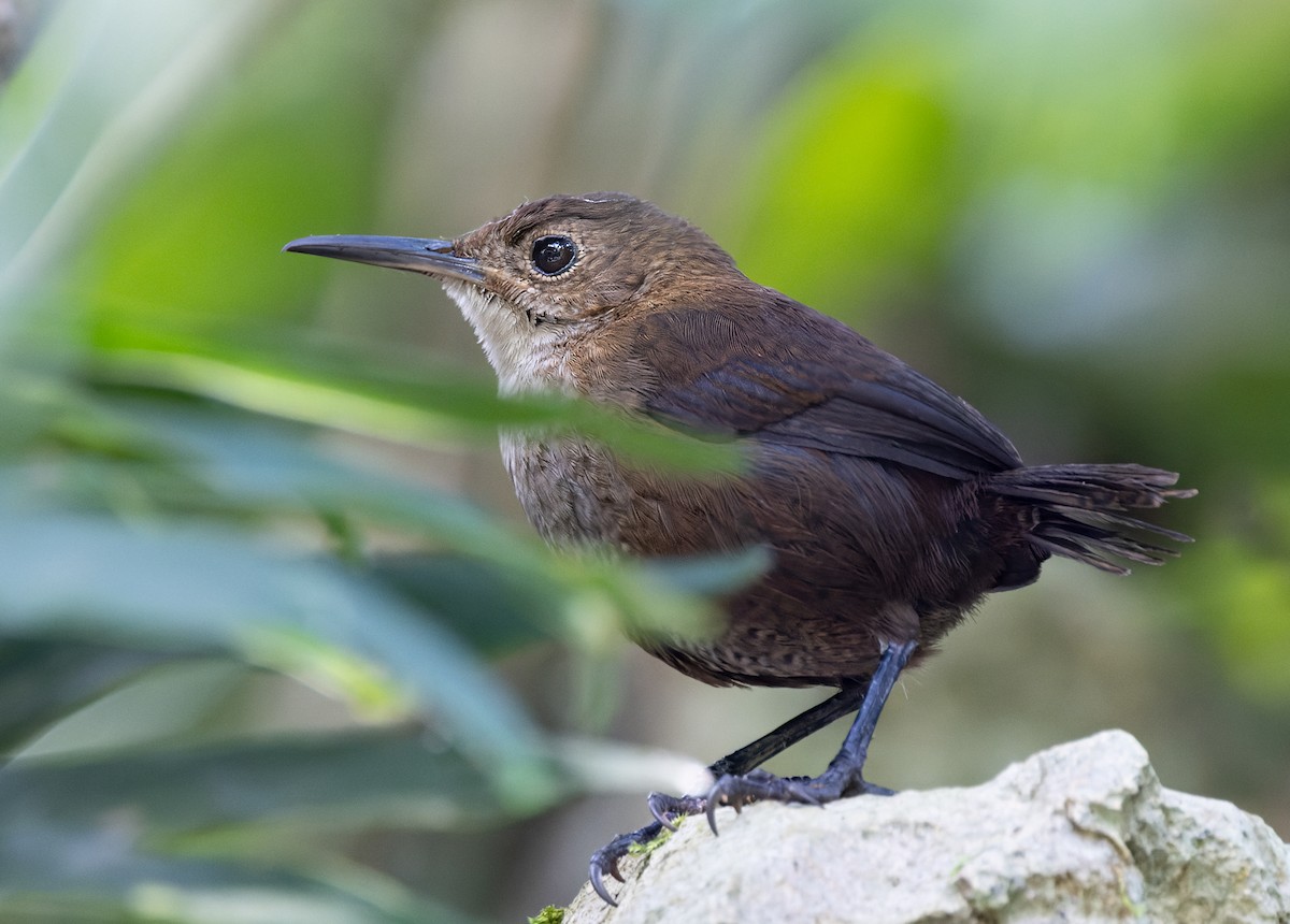 Nava's Wren - ML645907989