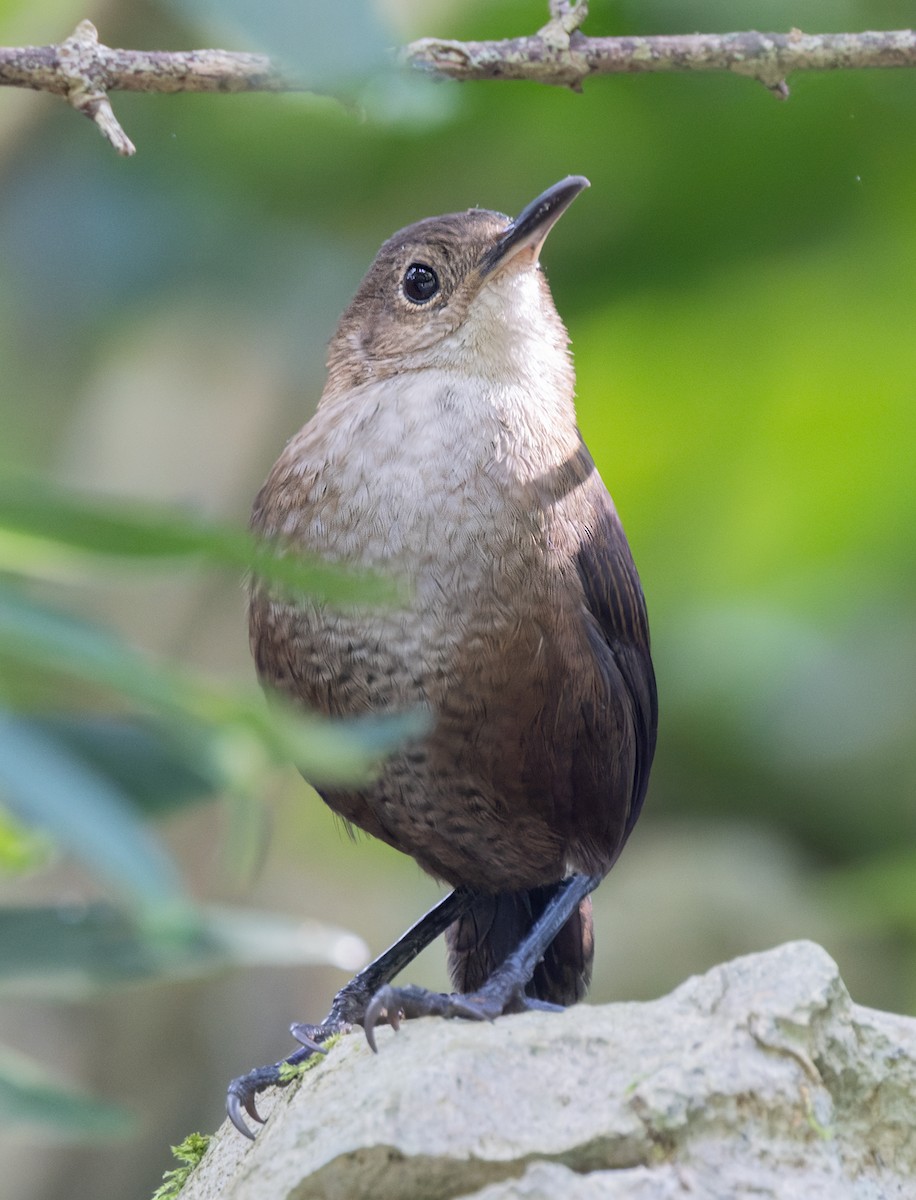 Nava's Wren - ML645907990