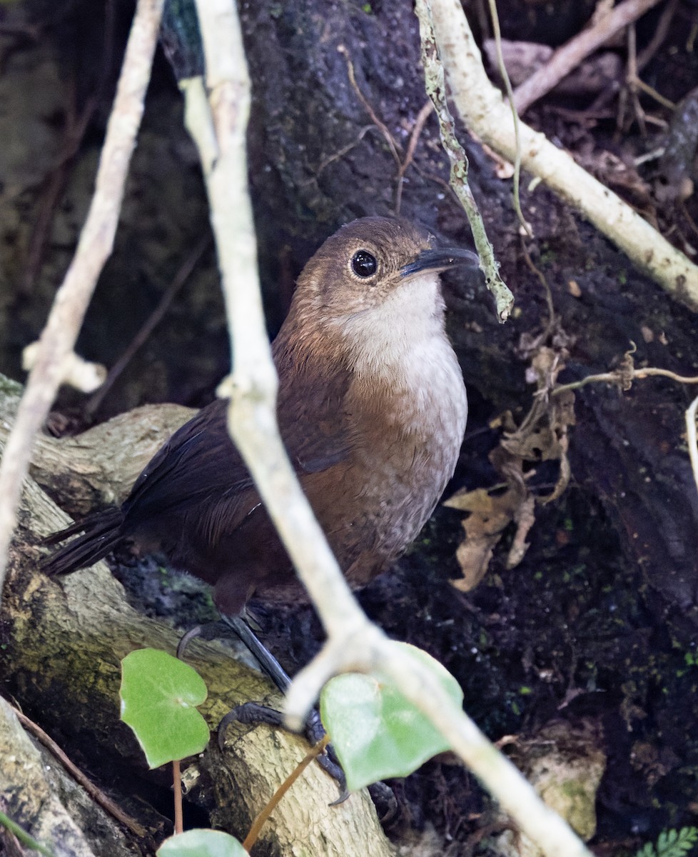 Nava's Wren - ML645907991