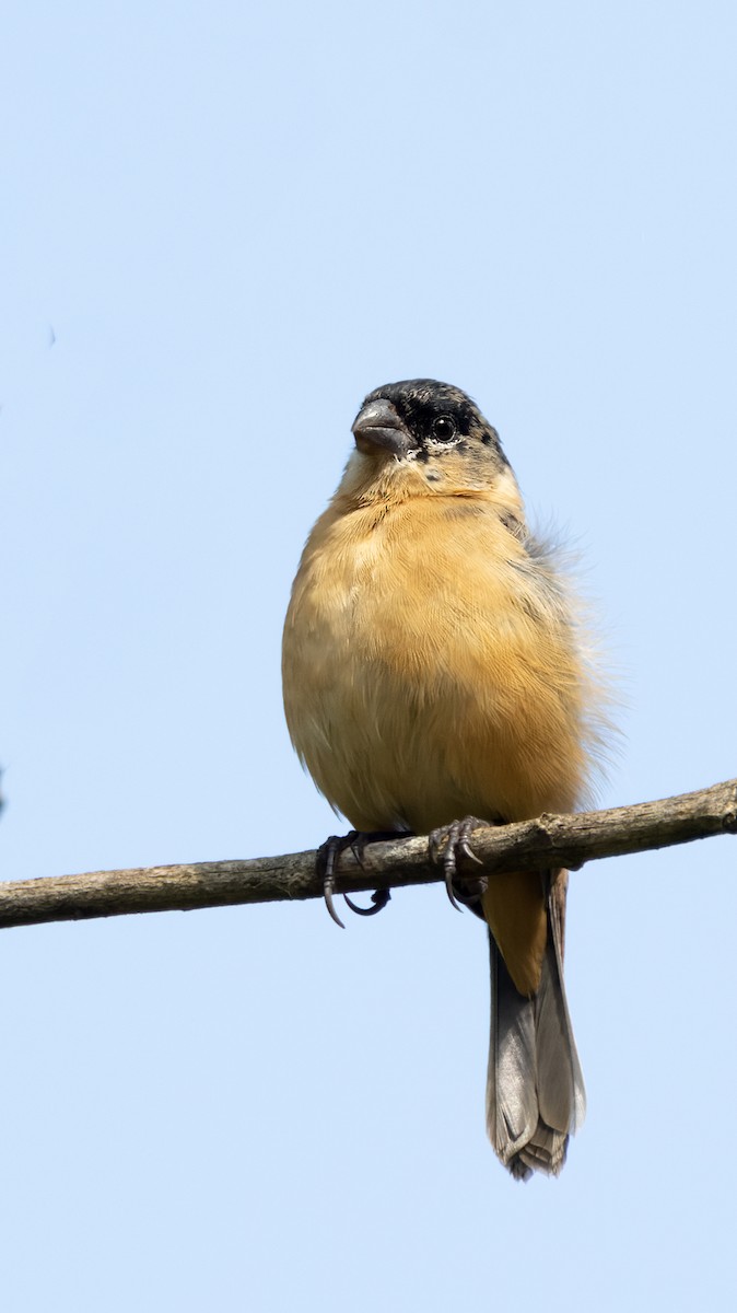 Morelet's Seedeater - ML645907997