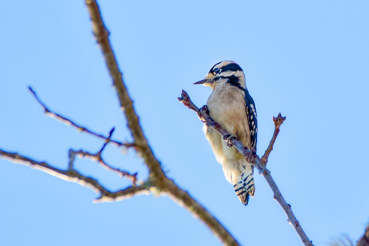 Downy Woodpecker - ML645907998