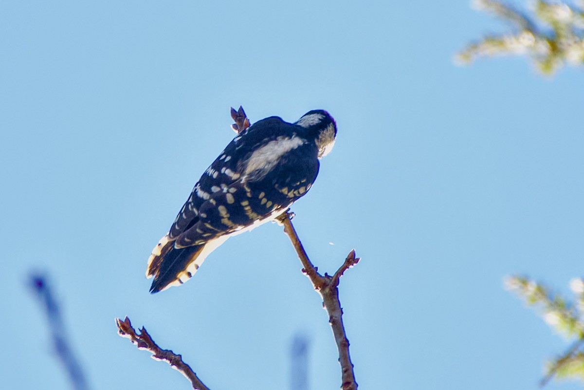 Downy Woodpecker - ML645907999