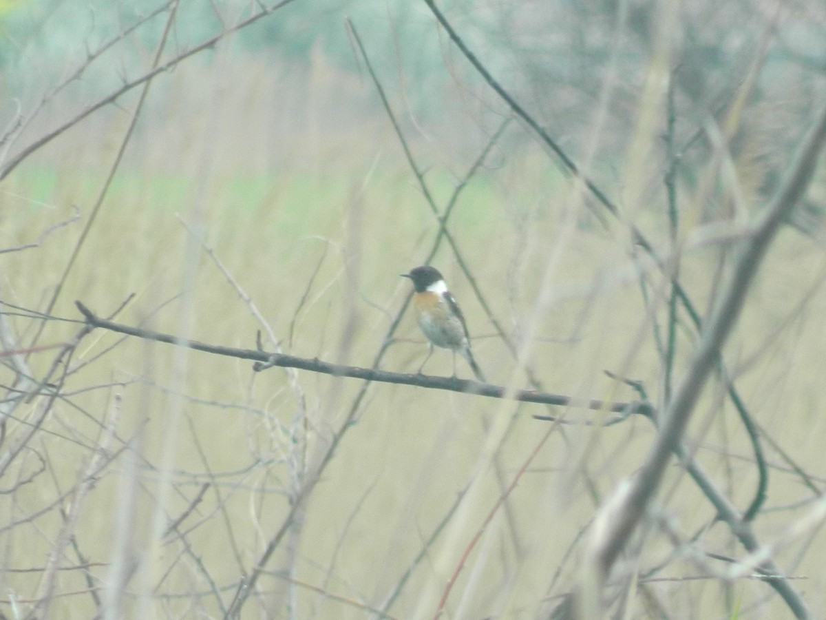 European Stonechat - ML645908000