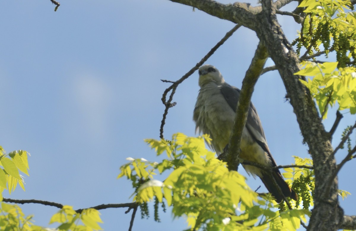 Mississippi Kite - ML645908007