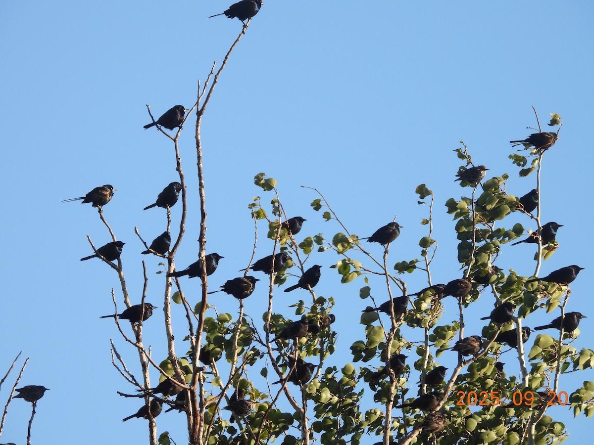Common Grackle - ML645908008