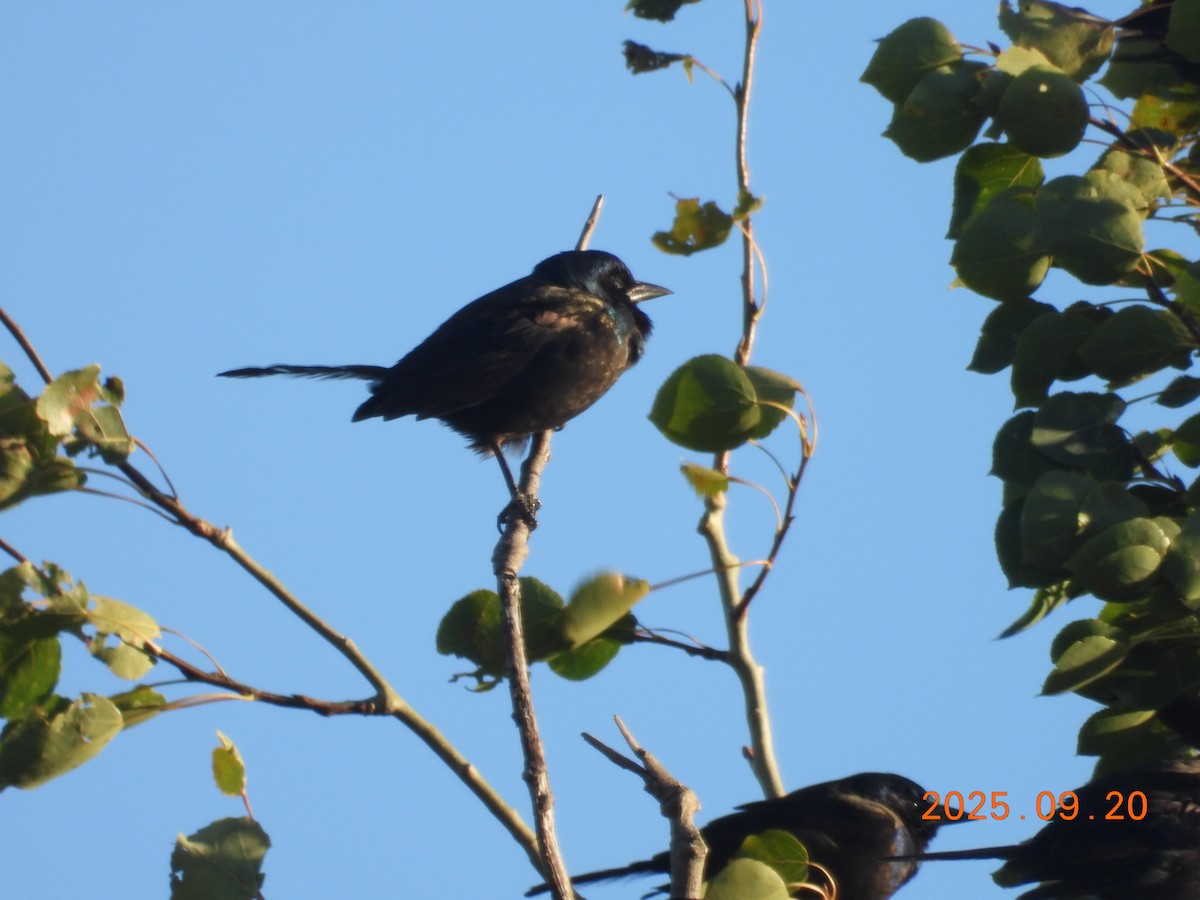Common Grackle - ML645908009