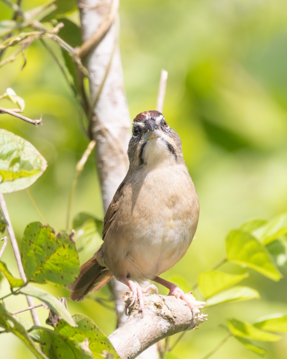 Rusty Sparrow - ML645908010
