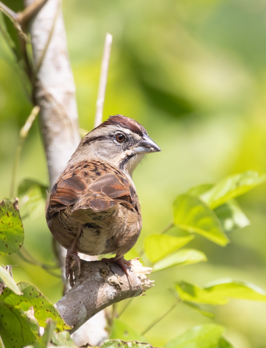 Rusty Sparrow - ML645908011