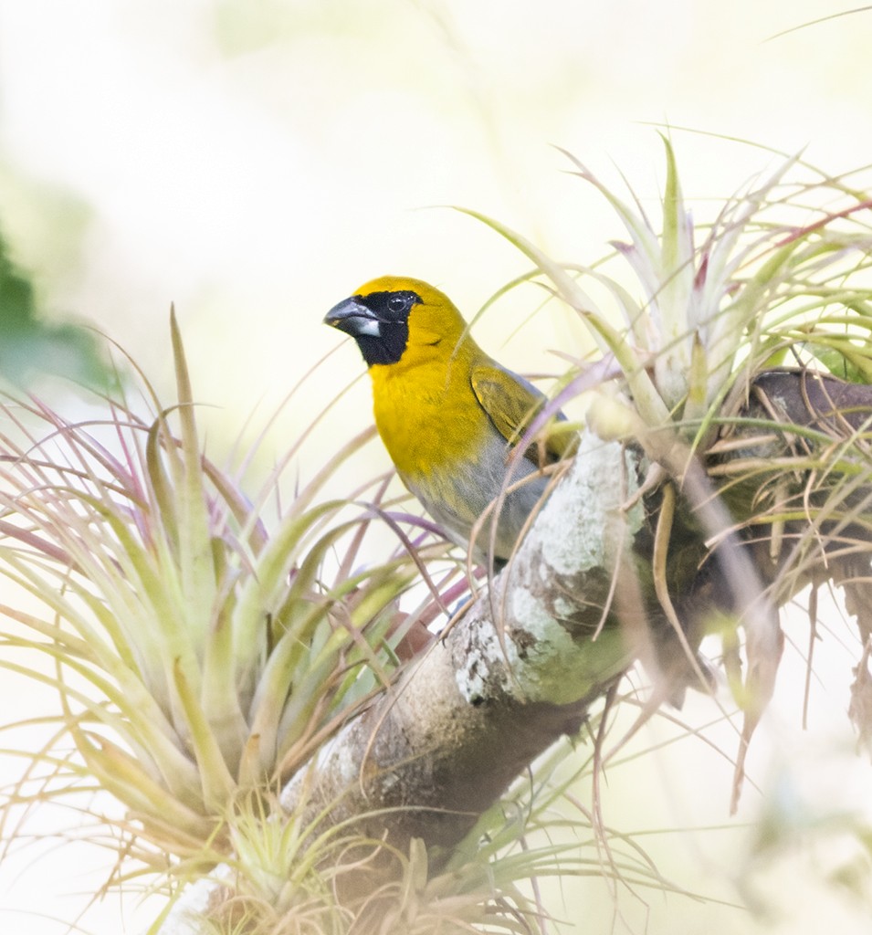 Black-faced Grosbeak - ML645908019