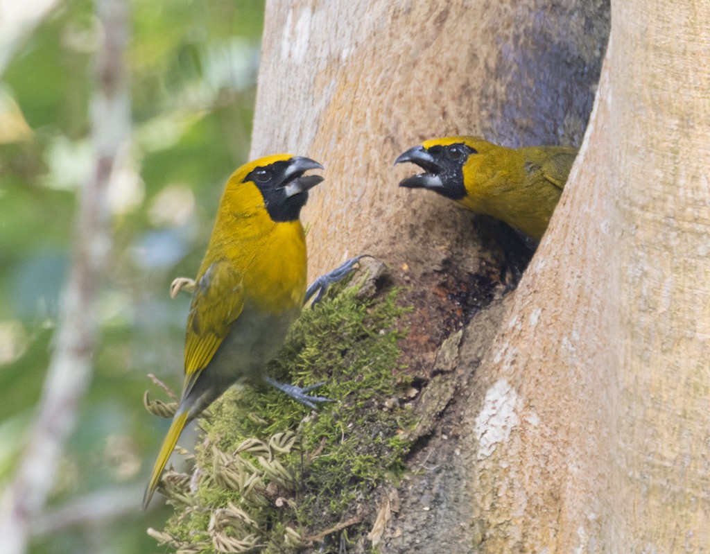 Black-faced Grosbeak - ML645908020