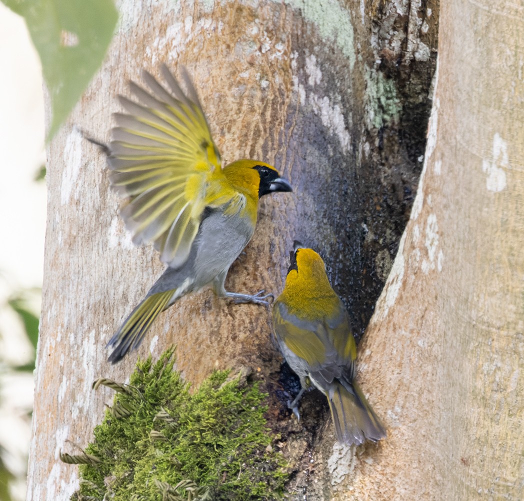 Black-faced Grosbeak - ML645908021