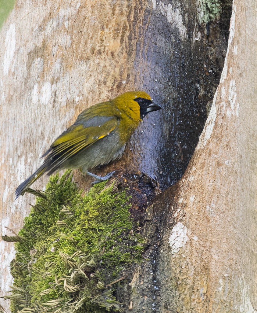 Black-faced Grosbeak - ML645908022