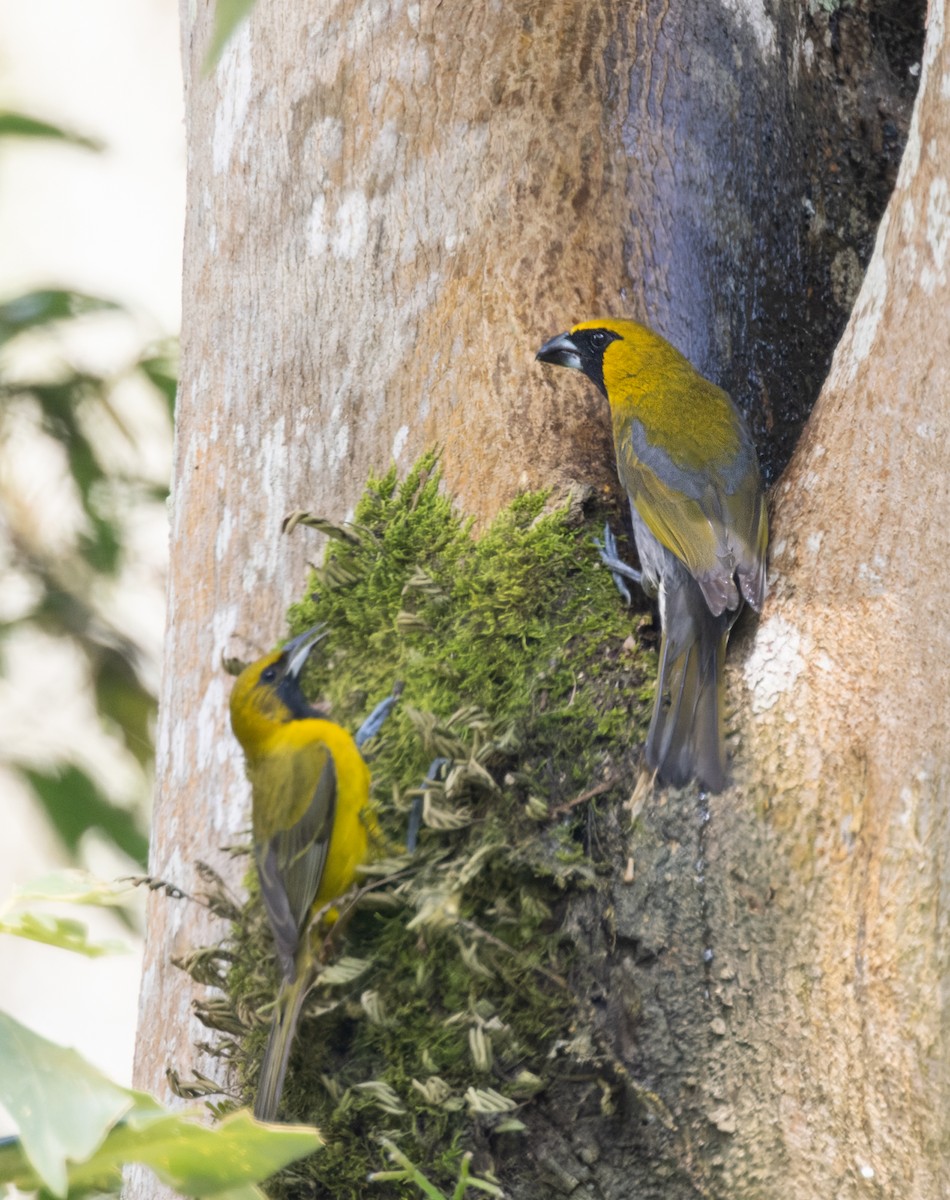 Black-faced Grosbeak - ML645908023