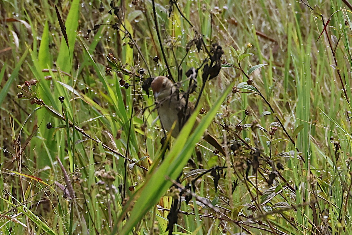 Papuan Grassbird - ML645908027
