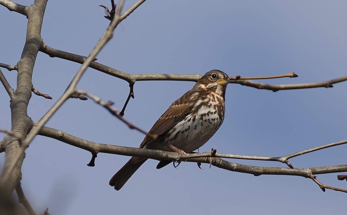 Fox Sparrow - ML645908035