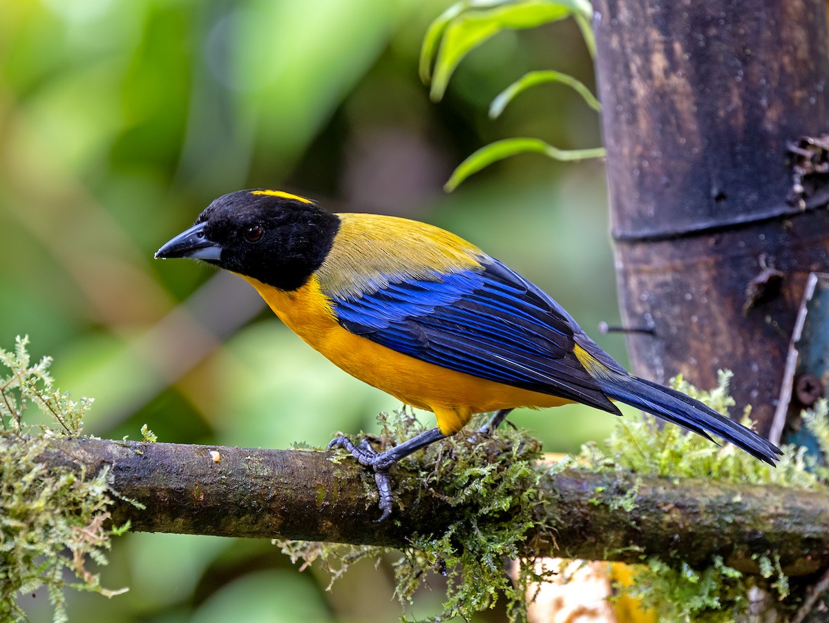 Black-chinned Mountain Tanager - ML645908036