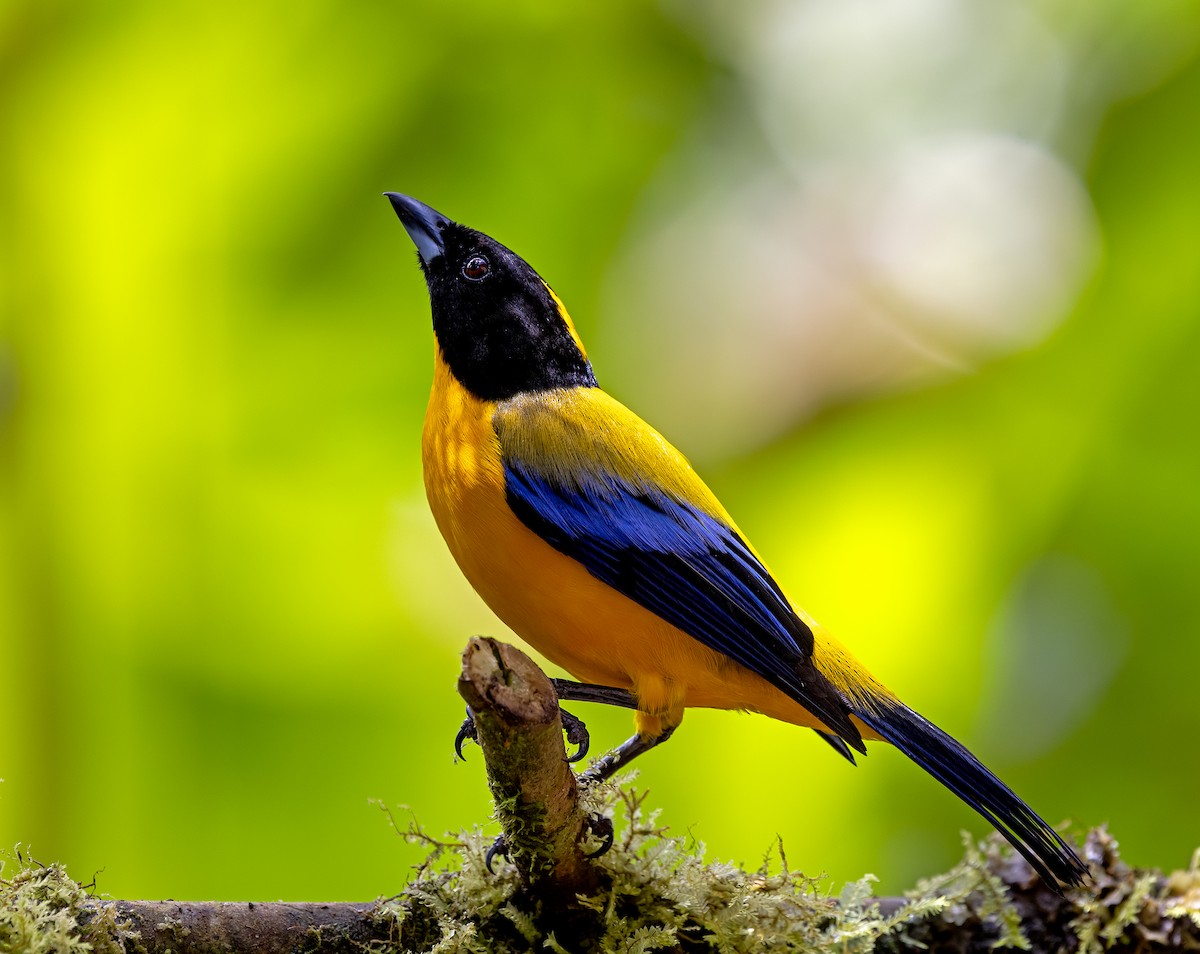 Black-chinned Mountain Tanager - ML645908037